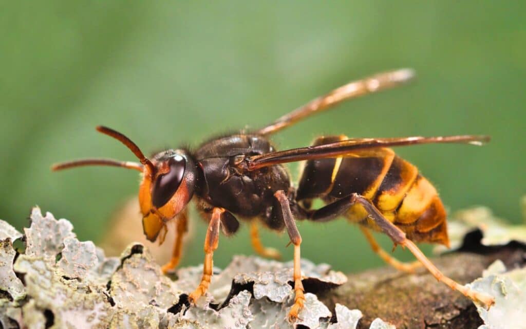 Ce nid de frelons asiatiques tombe devant une entreprise et ce qu’il s’est passé après fait froid dans le dos