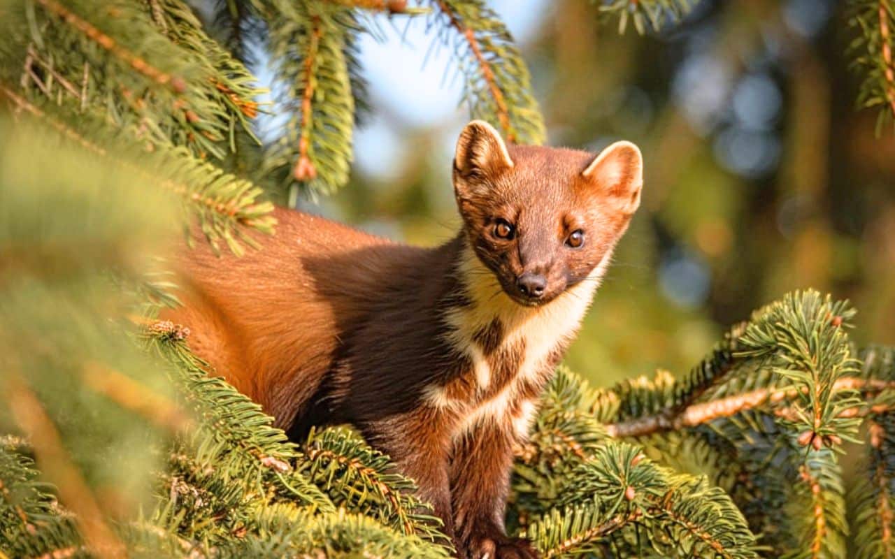 Ce petit carnivore qu’on accusait à tort sauve peut-être nos abeilles : une vidéo prouve son rôle insoupçonné contre les frelons
