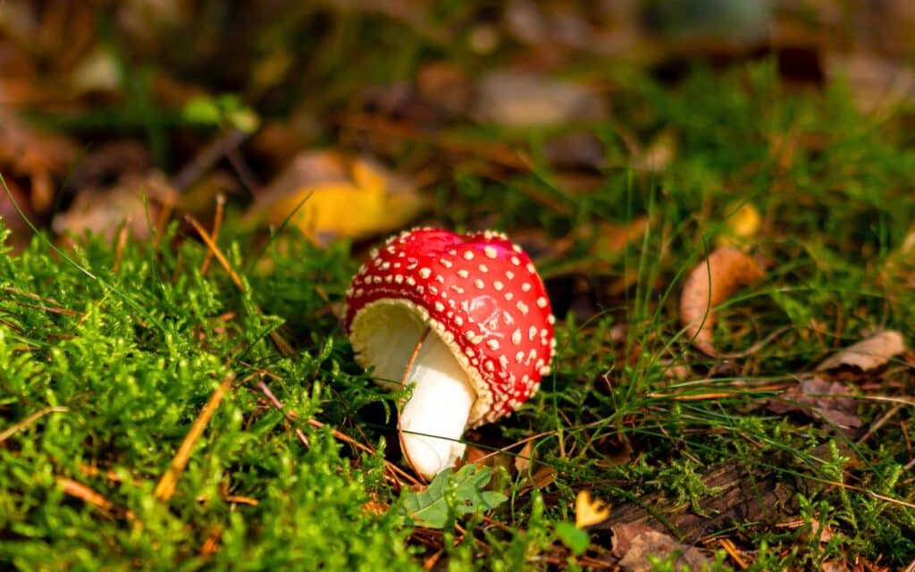 Champignons mortels : le détail qui tue et que 8 cueilleurs sur 10 ne savent pas repérer