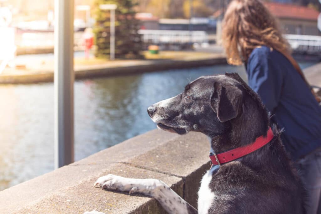 cinq principes des libertés fondamentales animaux