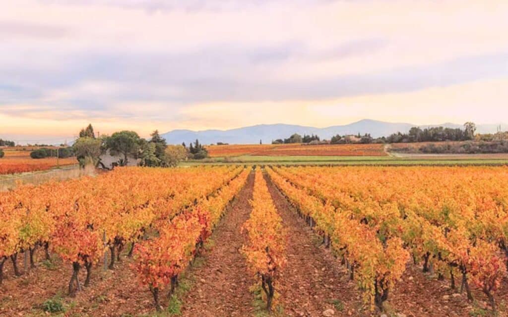La France détruit son vignoble au nom de la rentabilité : 30 000 hectares arrachés, un pan entier de culture sacrifié à coups de subventions