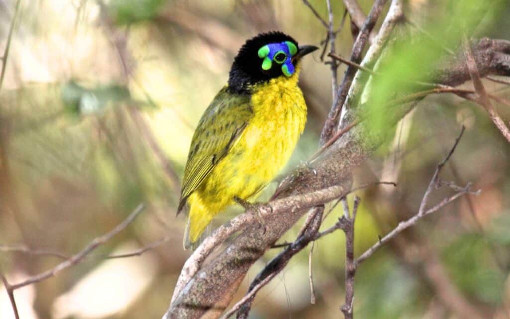 Les campagnes françaises se vident de leurs oiseaux : un effondrement passé sous silence par les autorités