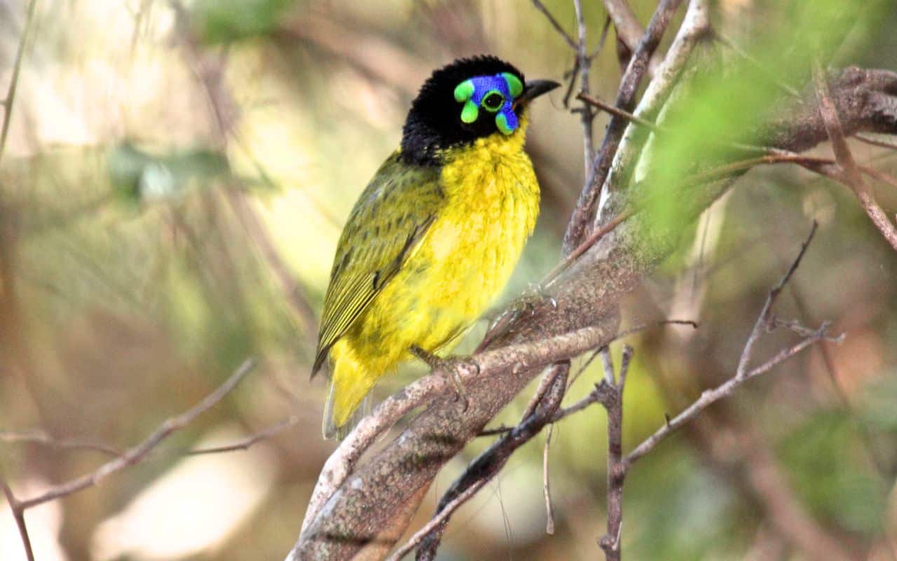 Les campagnes françaises se vident de leurs oiseaux : un effondrement passé sous silence par les autorités