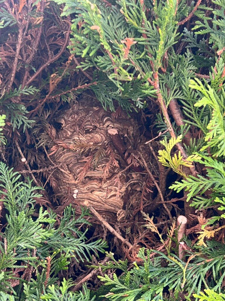 Les pièges à appâts protéinés installés à l’automne permettent de cibler les ouvrières et affaiblir les futures reines