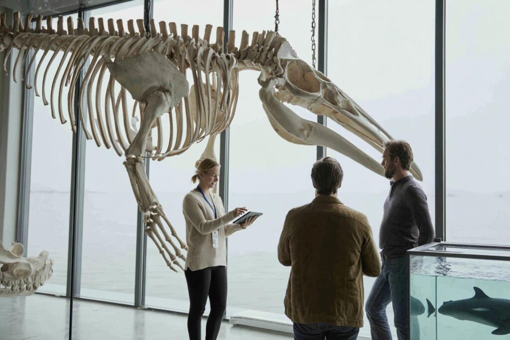 orques et dauphins evoluant en mer