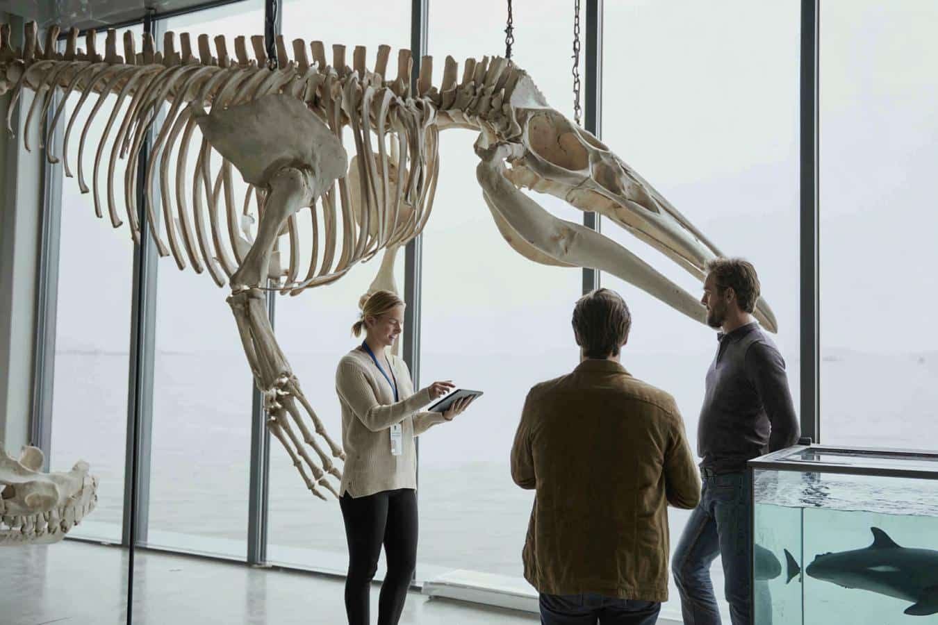 orques et dauphins evoluant en mer