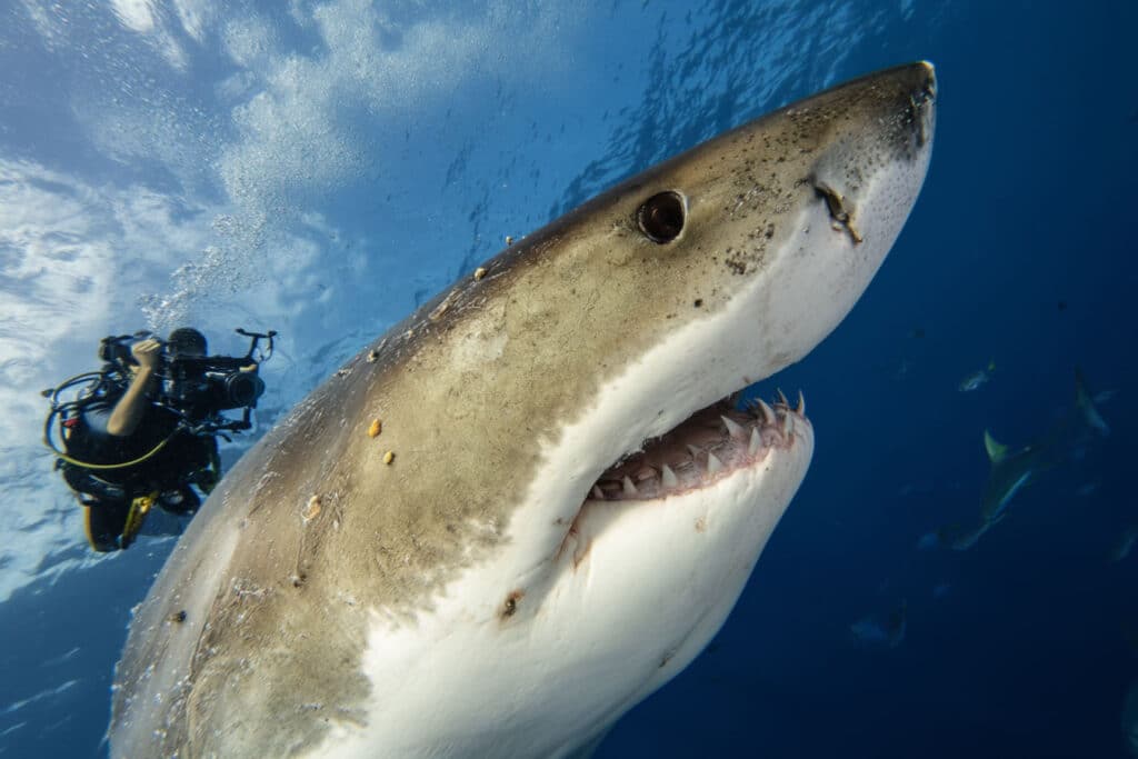 requin plus dangereux de la planete