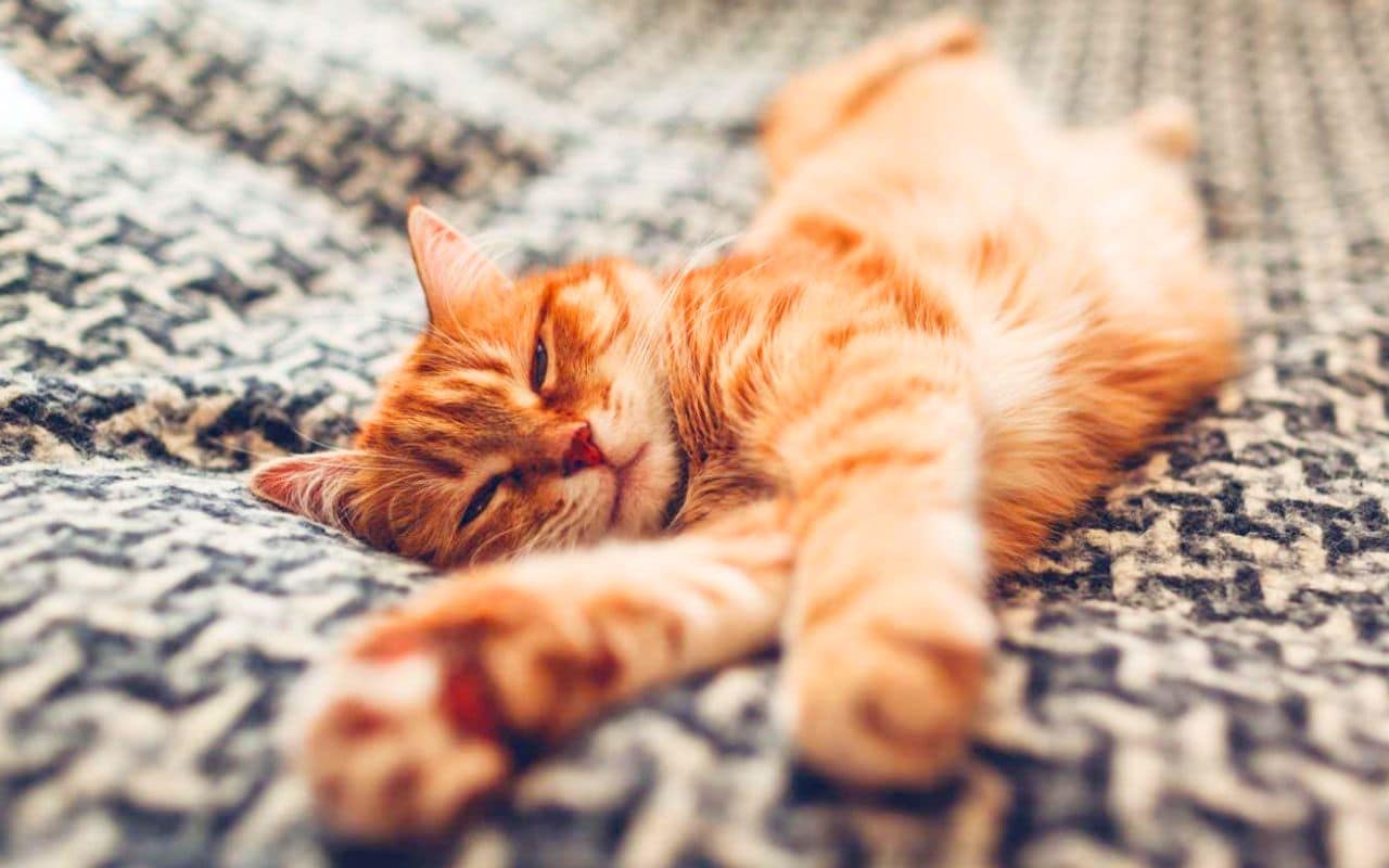 Une énigme vieille de 10 000 ans résolue : pourquoi seuls certains chats ont réussi à devenir nos animaux de compagnie